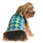dog3